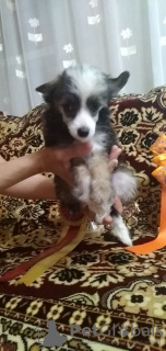 Photo №4. I will sell chinese crested dog in the city of Orenburg. breeder - price - 195$