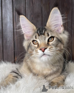Photo №2 to announcement № 160648 for the sale of maine coon - buy in United Kingdom breeder