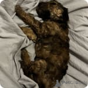 Photo №4. I will sell poodle (toy) in the city of Iowa City. private announcement - price - 600$