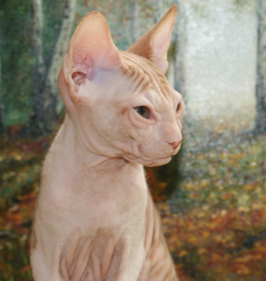 Photo №2 to announcement № 2749 for the sale of donskoy cat - buy in Russian Federation from nursery, breeder
