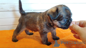 Additional photos: Petit Brabancon puppies