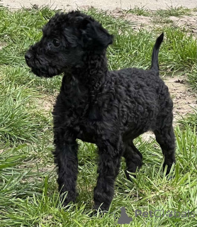 Photo №4. I will sell poodle (toy) in the city of Inđija. breeder - price - negotiated