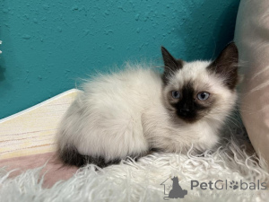 Photo №1. balinese cat - for sale in the city of Budapest | 361$ | Announcement № 177961