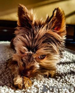 Photo №2 to announcement № 48041 for the sale of yorkshire terrier - buy in Sweden breeder