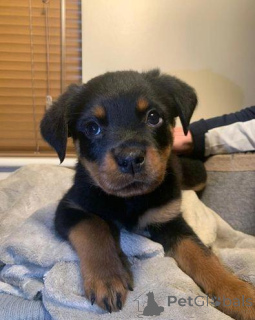 Photo №4. I will sell rottweiler in the city of Alberobello. private announcement - price - 423$