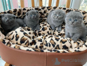 Photo №1. scottish fold - for sale in the city of Ghent | Is free | Announcement № 127845