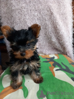 Photo №3. Szczeniaki Yorkshire Terrier. Yorki.. Poland