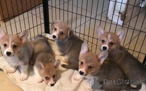Photo №1. welsh corgi - for sale in the city of Pennsylvania Township | 900$ | Announcement № 148414
