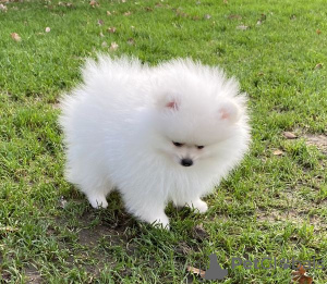 Photo №1. pomeranian - for sale in the city of Dubai | negotiated | Announcement № 35903