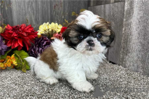 Photo №3. Charmante Shih Tzu-Welpen verfügbar. Belgium