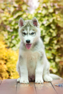 Photo №2 to announcement № 2598 for the sale of siberian husky - buy in Russian Federation from nursery
