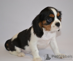 Photo №1. cavalier king charles spaniel - for sale in the city of Tver | 1706$ | Announcement № 8245