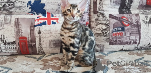 Photo №1. bengal cat - for sale in the city of Kirov | 260$ | Announcement № 9783