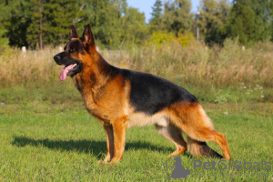 Photo №2 to announcement № 9504 for the sale of german shepherd - buy in Russian Federation breeder