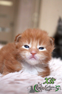 Photo №3. Red-haired Maine Coon boy. Russian Federation