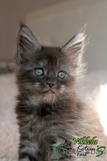Photo №2 to announcement № 9725 for the sale of maine coon - buy in Russian Federation private announcement, from nursery, breeder