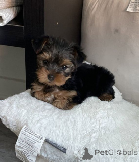Photo №1. yorkshire terrier - for sale in the city of Aizlingen | 516$ | Announcement № 157024
