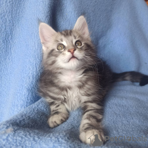 Additional photos: Sell Maine Coon A-22 cat