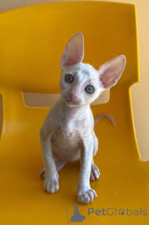 Photo №2 to announcement № 165932 for the sale of cornish rex - buy in France private announcement, breeder