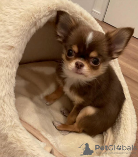 Photo №2 to announcement № 42159 for the sale of chihuahua - buy in Sweden private announcement