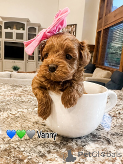 Photo №1. labradoodle - for sale in the city of Bertrand | 671$ | Announcement № 157478