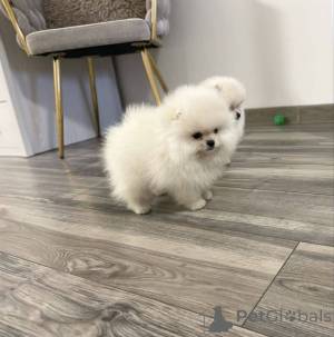 Photo №2 to announcement № 157531 for the sale of pomeranian - buy in Germany private announcement