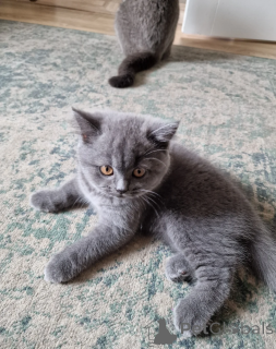 Photo №1. british shorthair - for sale in the city of Siegburg | 516$ | Announcement № 164524