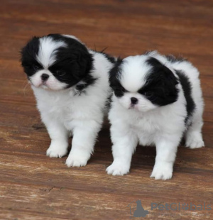 Photo №1. japanese chin - for sale in the city of Эспоо | negotiated | Announcement № 123604