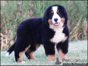 Additional photos: Bernese Mountain Dog puppies