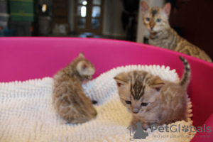 Photo №4. I will sell bengal cat in the city of Eberswalde. private announcement - price - 370$