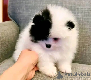 Photo №1. pomeranian - for sale in the city of Амстердам | 350$ | Announcement № 131995