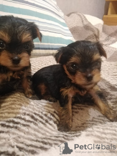 Additional photos: Miniature Yorkie puppies.