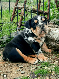 Photo №2 to announcement № 105214 for the sale of english bulldog - buy in Serbia breeder