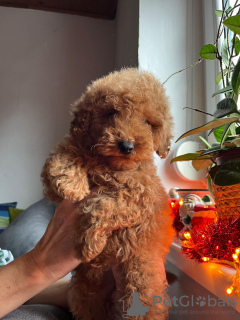 Photo №4. I will sell poodle (toy) in the city of Belgrade.  - price - negotiated