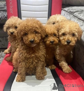 Photo №1. non-pedigree dogs - for sale in the city of Basel | 516$ | Announcement № 172058