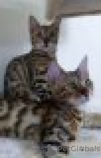 Photo №2 to announcement № 154165 for the sale of bengal cat - buy in Belgium private announcement
