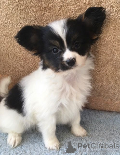 Photo №2 to announcement № 109048 for the sale of papillon dog - buy in Germany breeder