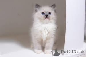 Photo №1. ragdoll - for sale in the city of Washington | 550$ | Announcement № 178264