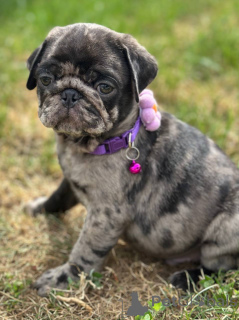 Photo №2 to announcement № 148405 for the sale of pug - buy in Serbia breeder