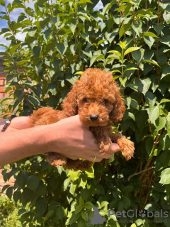 Additional photos: Red poodle