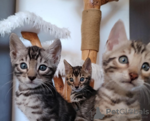 Photo №2 to announcement № 121243 for the sale of bengal cat - buy in Serbia breeder