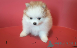 Photo №2 to announcement № 33523 for the sale of pomeranian - buy in Belarus breeder