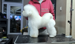 Photo №4. I will sell bichon frise in the city of Leskovac.  - price - Is free