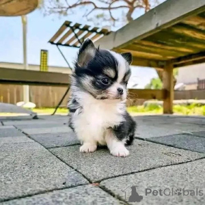 Photo №3. Cute and adorable chihuahua puppies Business whatsapp447400576553. Finland