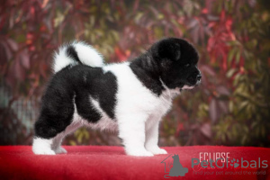 Photo №1. american akita - for sale in the city of Staré Město | negotiated | Announcement № 74225