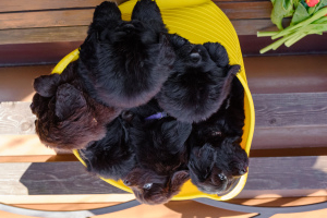 Photo №2 to announcement № 6047 for the sale of newfoundland dog - buy in Russian Federation breeder