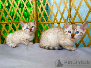 Photo №1. bengal cat - for sale in the city of Bremen | 423$ | Announcement № 64642