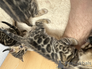 Photo №2 to announcement № 40734 for the sale of bengal cat - buy in Germany private announcement, from nursery, breeder