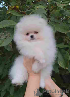 Photo №4. I will sell pomeranian in the city of Belgrade. private announcement - price - Is free