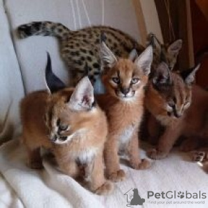 Photo №4. I will sell savannah cat in the city of London. private announcement - price - 1057$